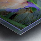 LIGHT PURPLE ORANGE IRIS Metal print