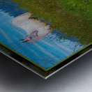 WHITE HOURSE ALONG THE SHUSWAP RIVER Metal print