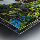 BALD EAGLE EYEING THE KAYAK Metal print