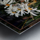 DAISIES DANCING YEAR S END RITUAL Metal print