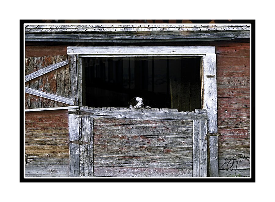 CAN I COME TOO PLEASE Picture Frame print