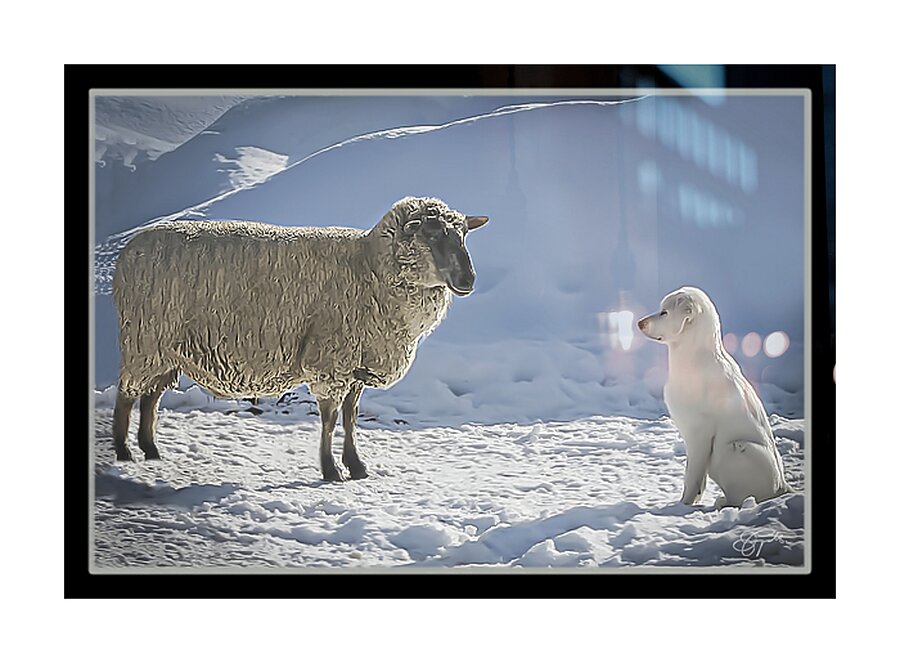 BILATERAL HERDING Picture Frame print