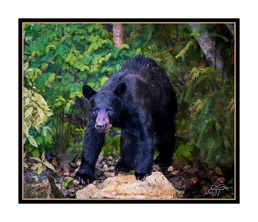 WINTER SLEEP ALL OVER Picture Frame print