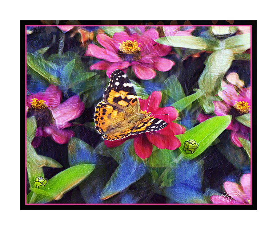 PAINTED LADY BUTTERFLY Picture Frame print