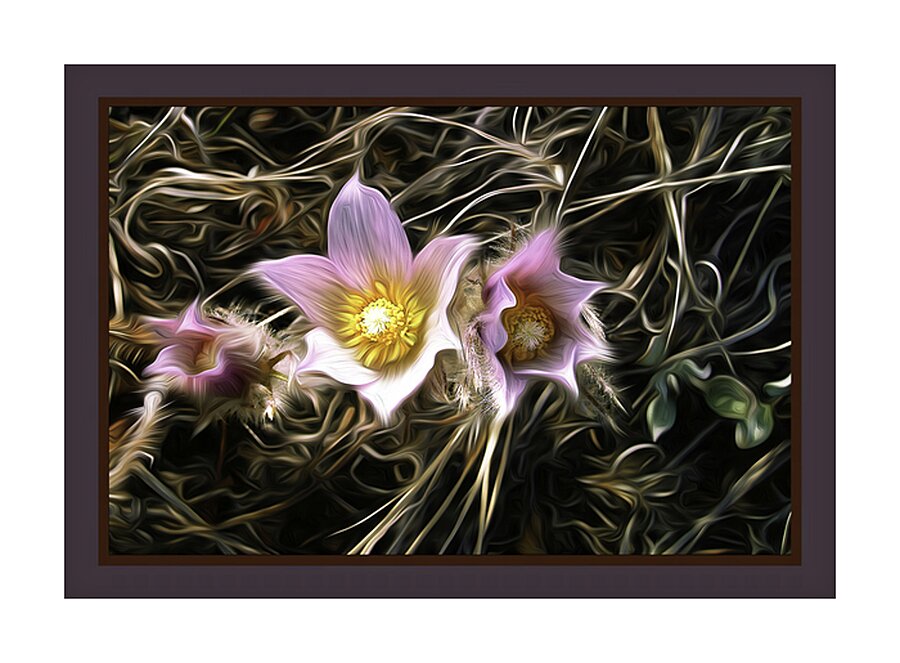 Riverside Crocuses Picture Frame print