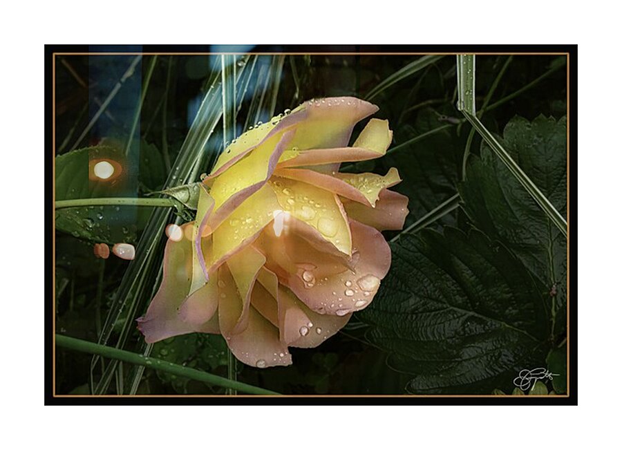 ORANGE YELLOW ROSE Picture Frame print