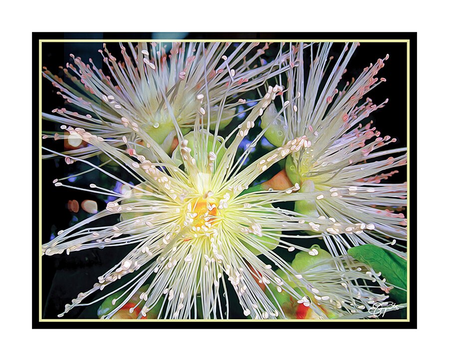 GUAVA BLOSSOMS Picture Frame print