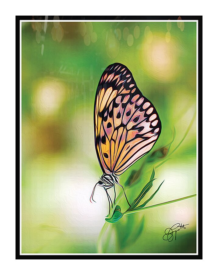 BUTTERFLY TIPTOE Picture Frame print