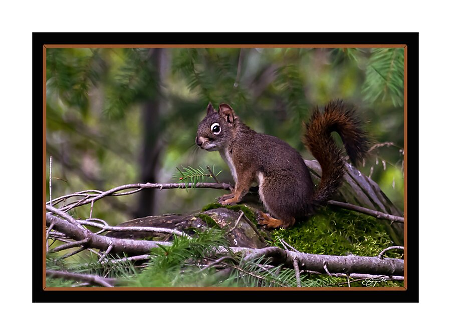 RED SQUIRREL POSING Picture Frame print