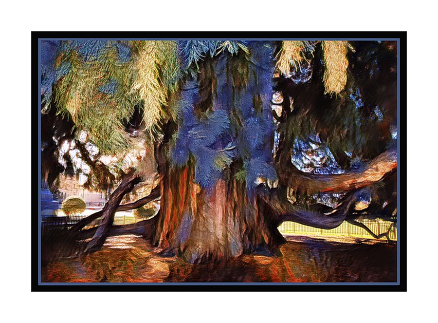 SEQUOIA TREE VICTORIA B.C Picture Frame print