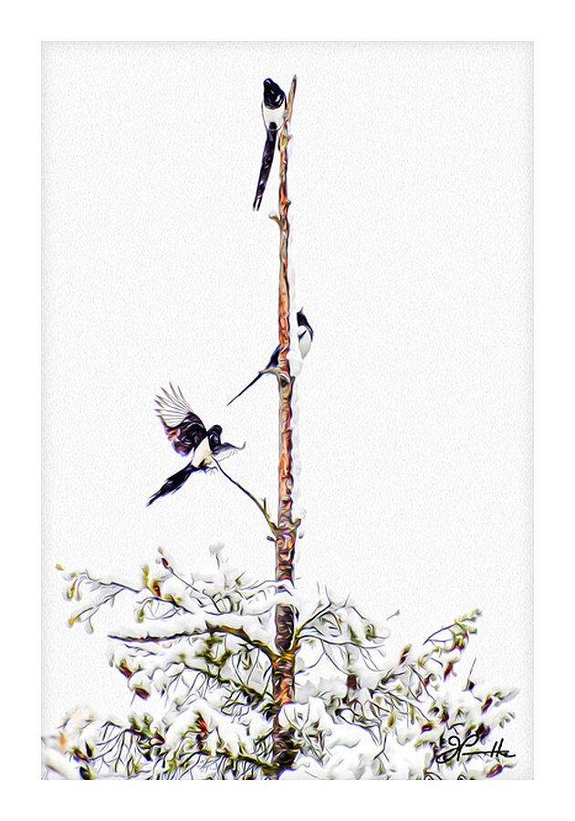 MAGPIE CONVENTION 1 ARRIVING Picture Frame print