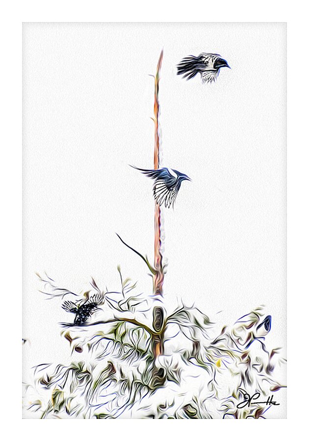 MAGPIE CONVENTION 3 CONCLUDED Picture Frame print