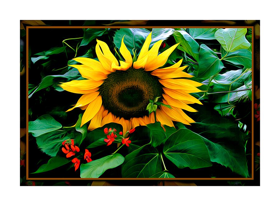SUN FLOWER SCARLET RUNNERS Picture Frame print