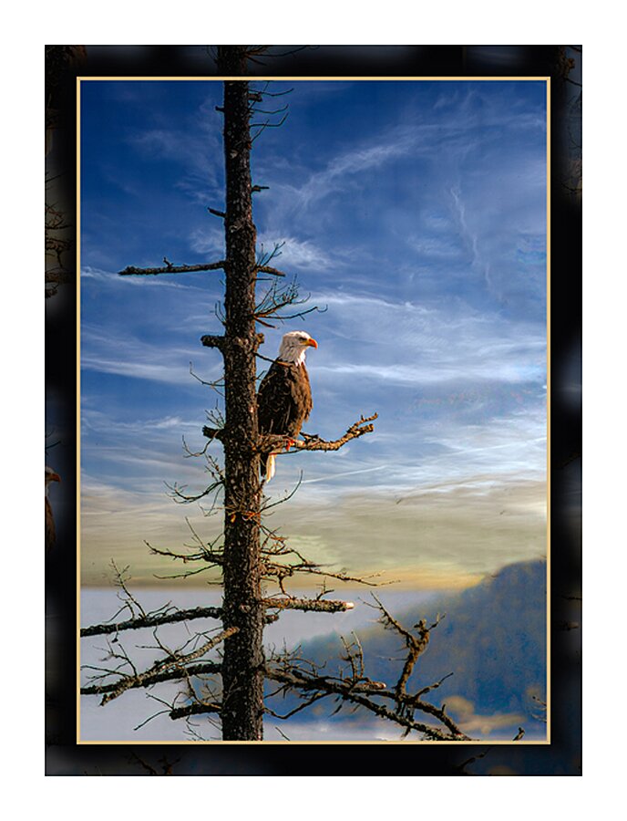 BALD EAGLE ON COPPER ISLAND Picture Frame print