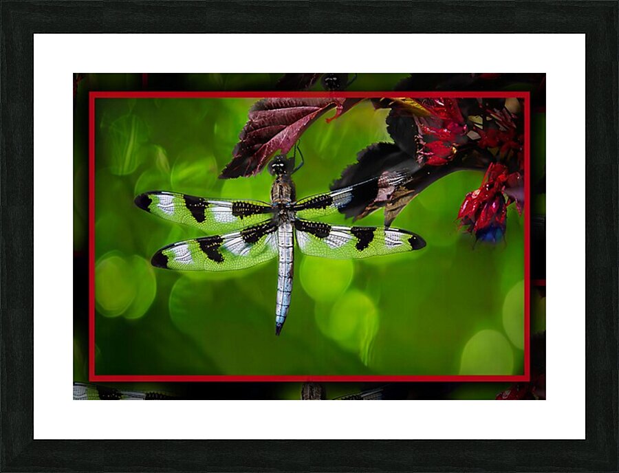 BLACK WHITE DRAGONFLY Picture Frame print
