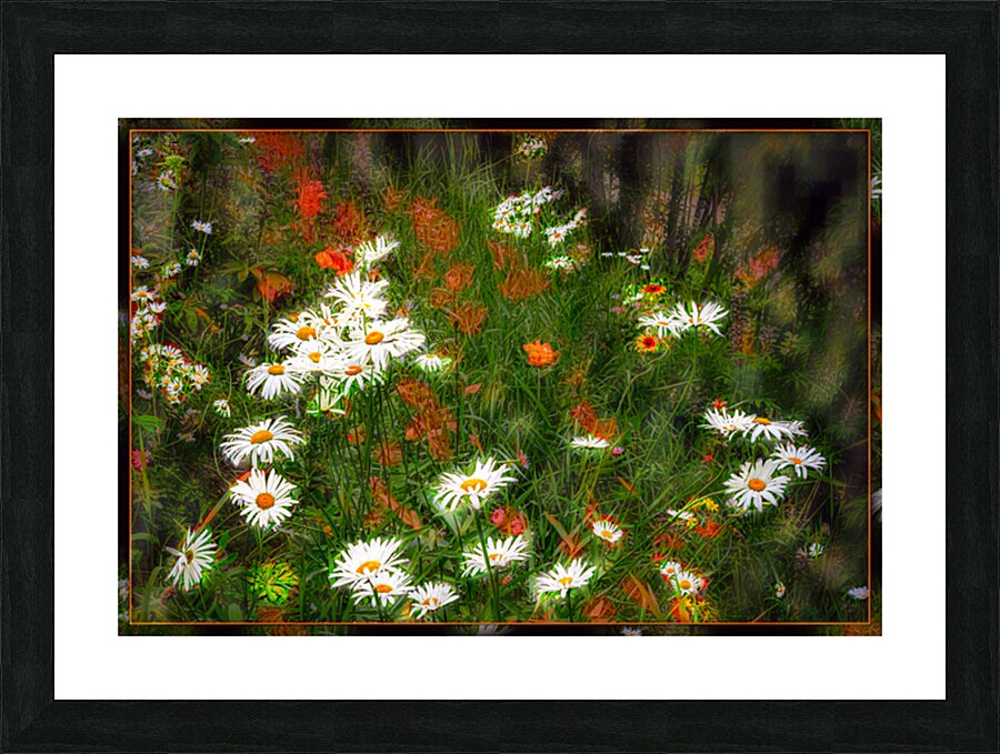 Daisy Sun Catchers Picture Frame print