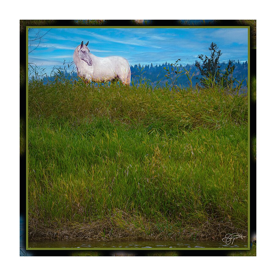 WHITE HOURSE ALONG THE SHUSWAP RIVER Picture Frame print
