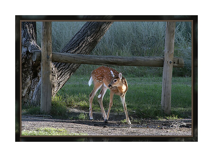 FAWN WHERE S MOM Picture Frame print