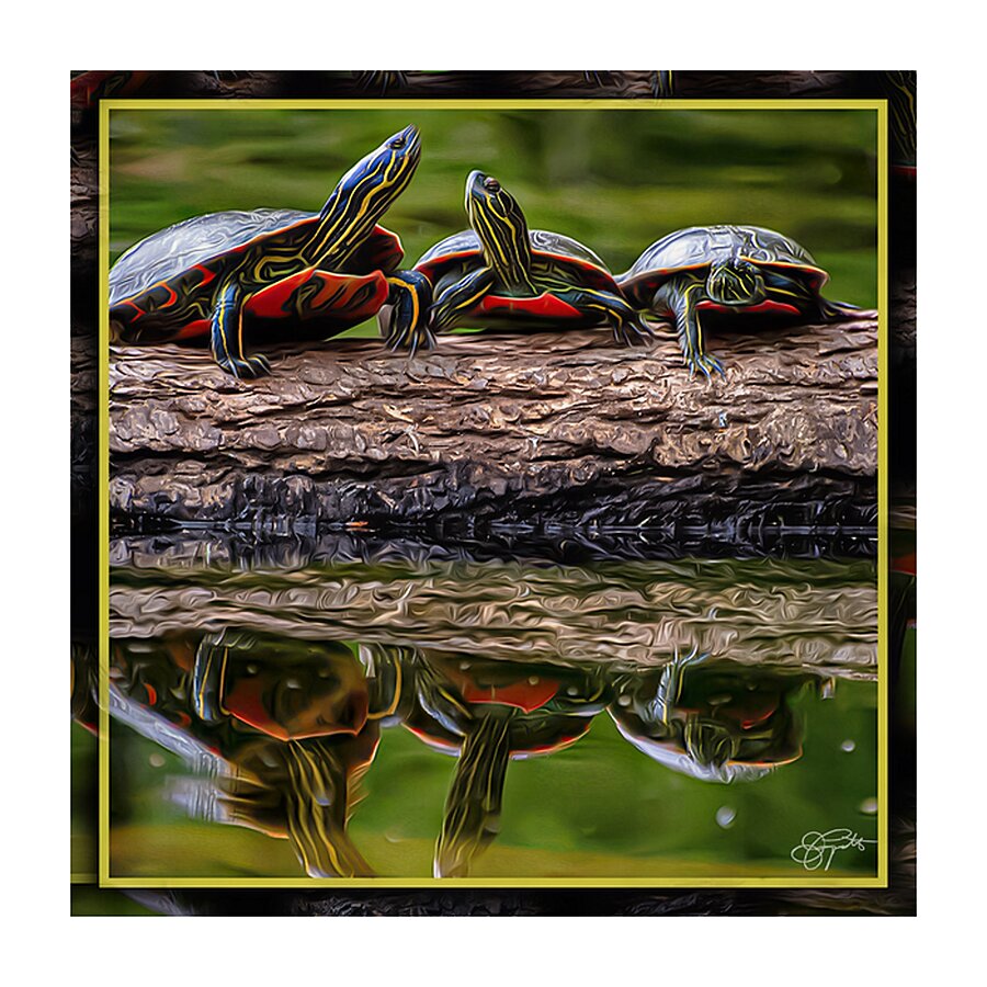 PAINTED TURTLES SUNNING Picture Frame print