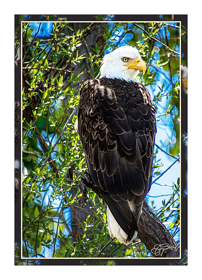 BALD EAGLE EYEING THE KAYAK Picture Frame print