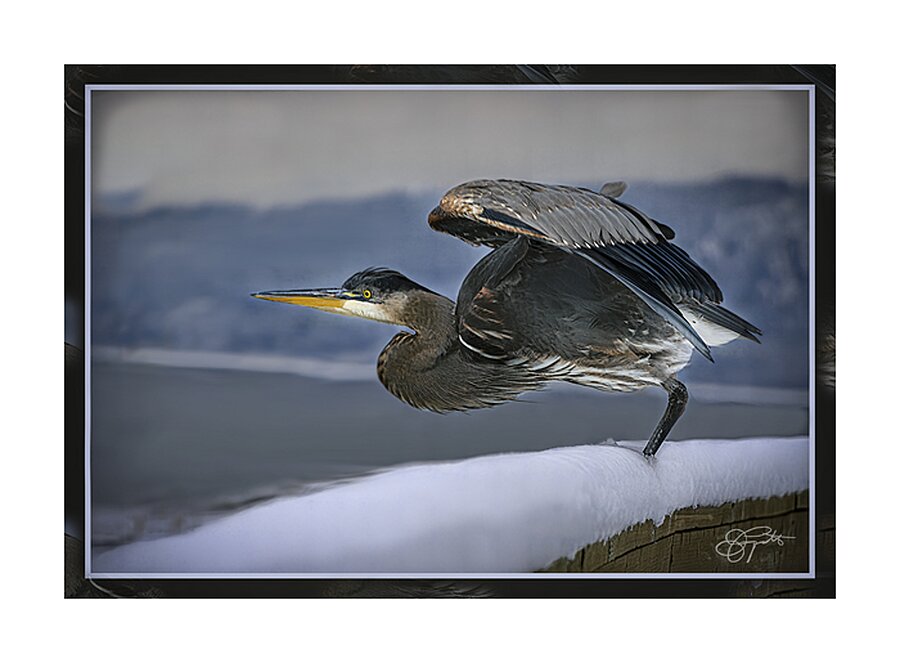 BLUE HERON LIFTOFF Picture Frame print