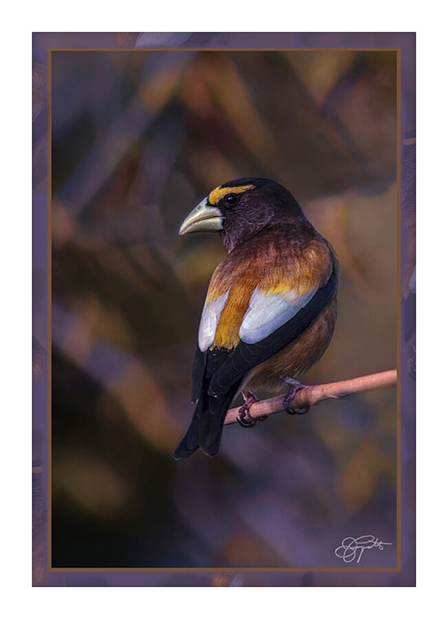 EVENING GROSBEAK PONDERING Picture Frame print
