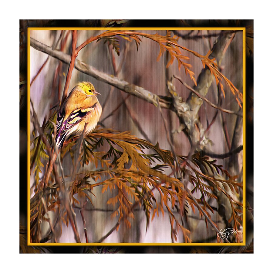GOLD FINCH CONTEMPLATION Picture Frame print