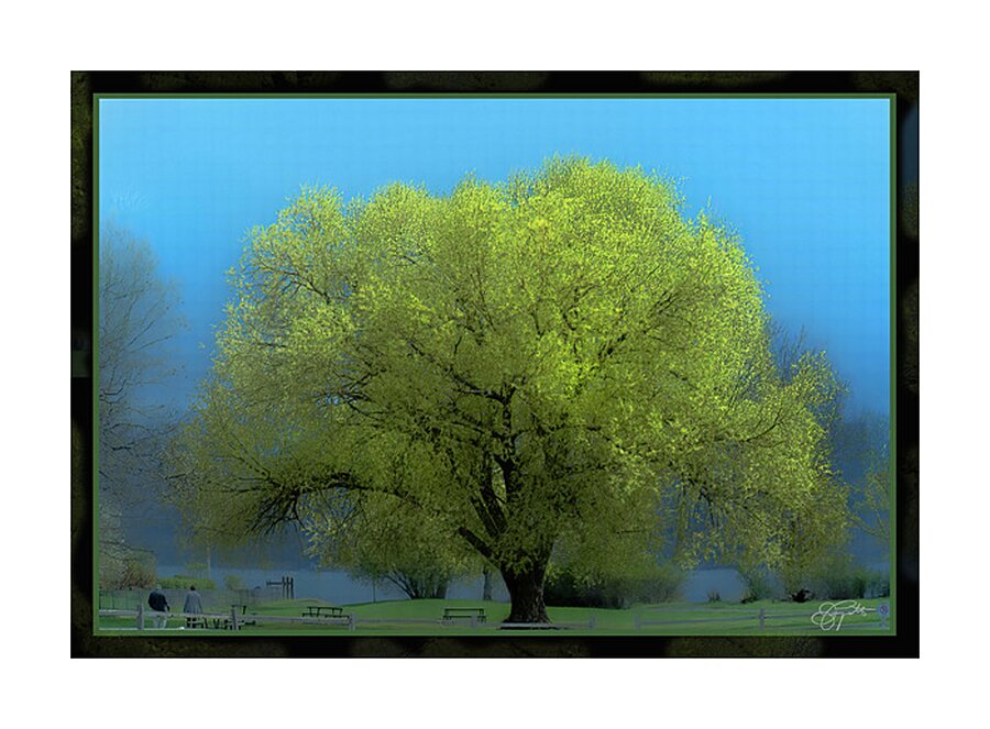 Cottonwood Poplar Picture Frame print