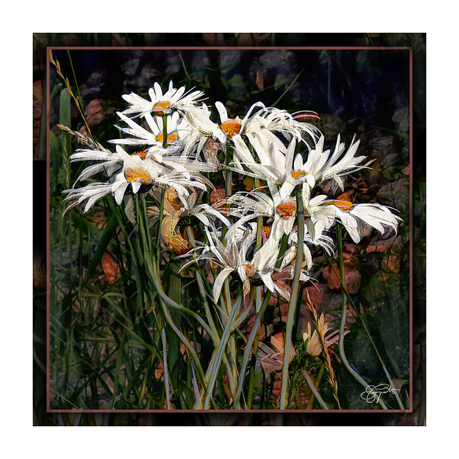 DAISIES DANCING YEAR S END RITUAL Picture Frame print