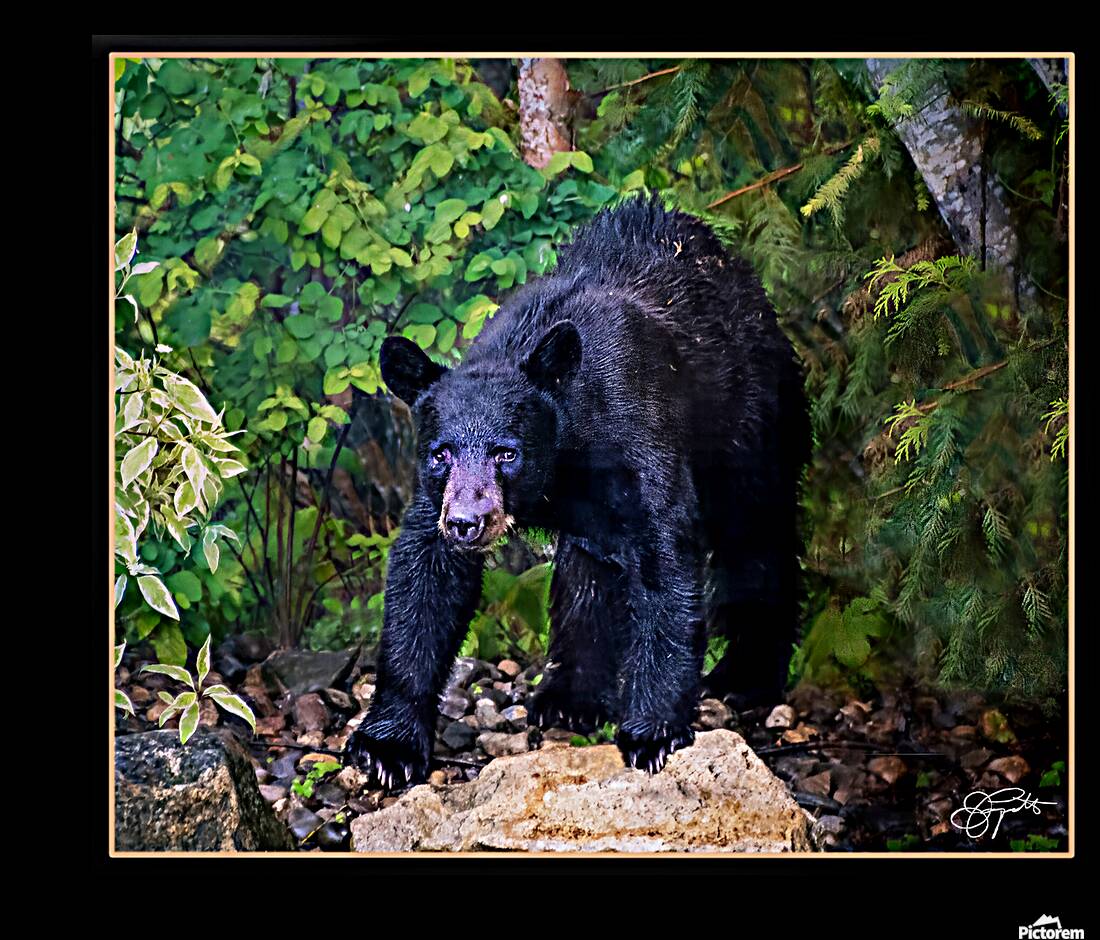 WINTER SLEEP ALL OVER Reproduction