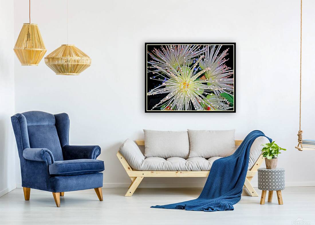 GUAVA BLOSSOMS Reproduction