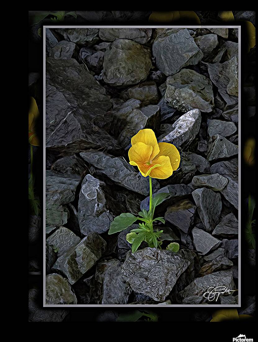 SOFT STRONG POPS UP TOO Reproduction