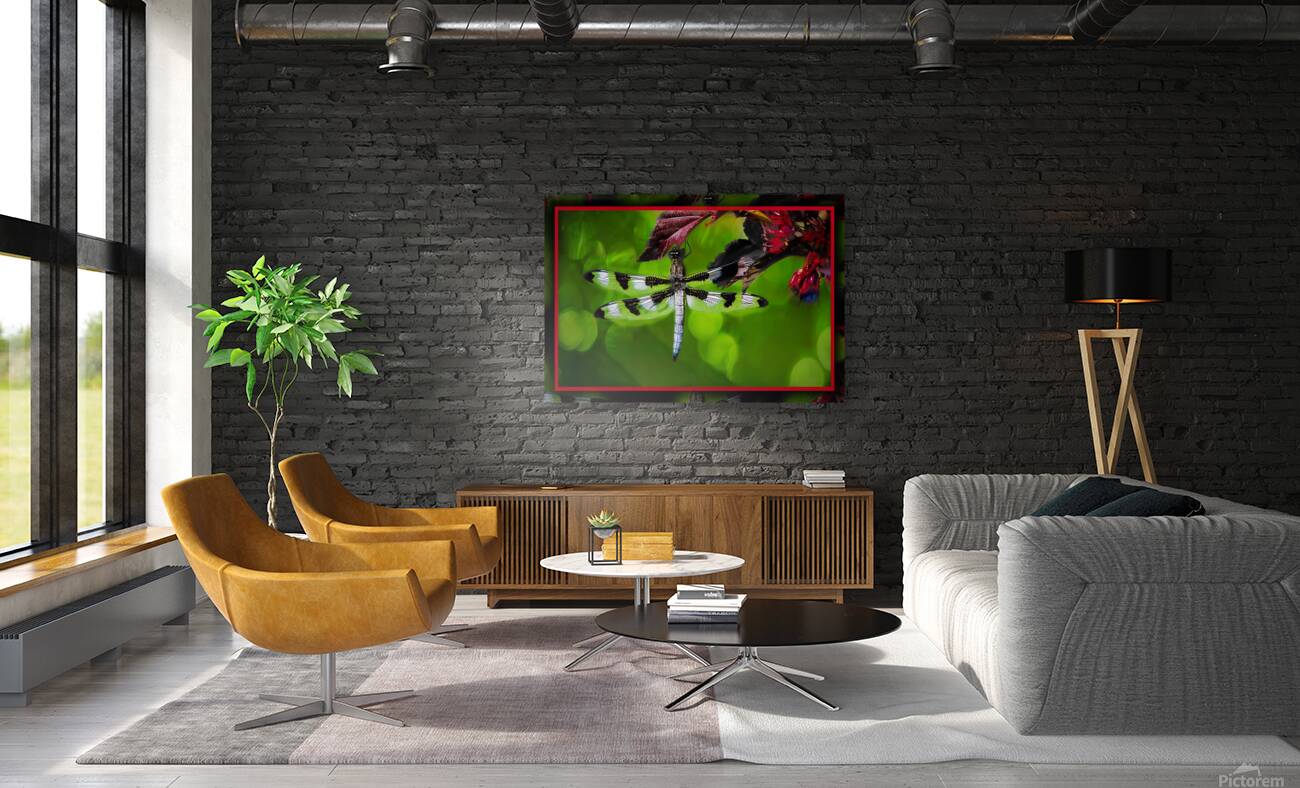 BLACK WHITE DRAGONFLY Reproduction