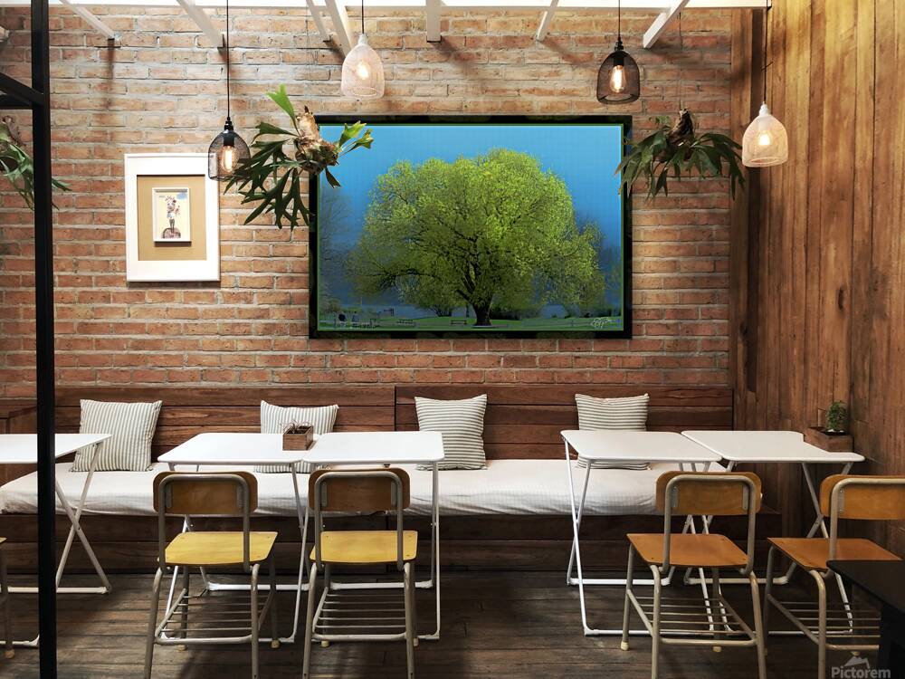 Cottonwood Poplar Reproduction