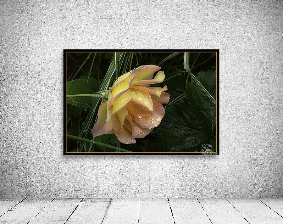 ORANGE YELLOW ROSE Wall Preview