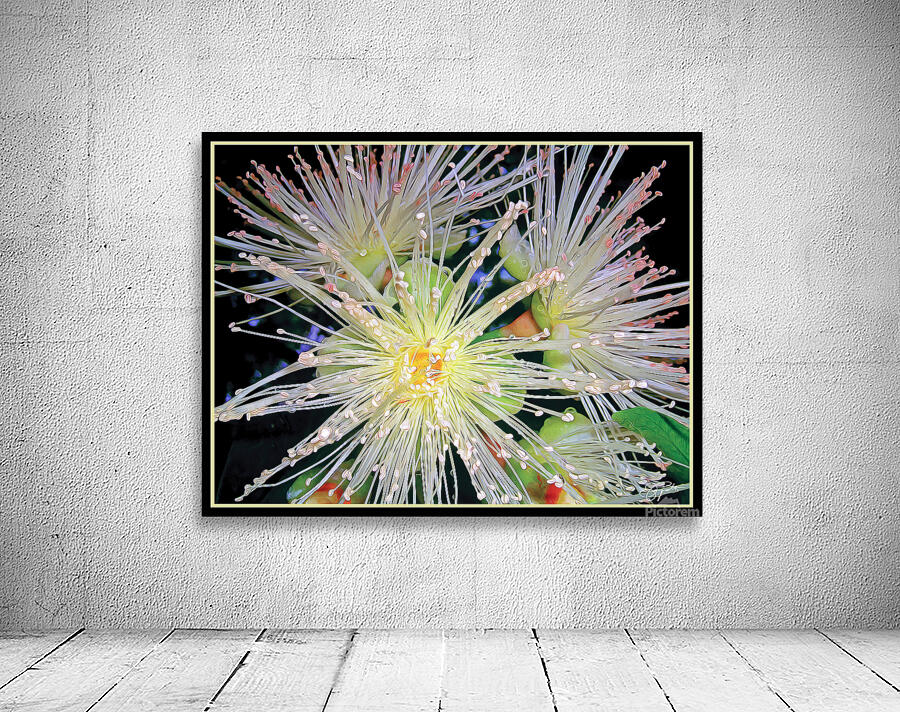 GUAVA BLOSSOMS Wall Preview