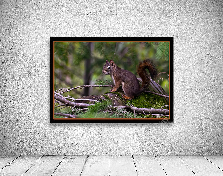 RED SQUIRREL POSING Wall Preview