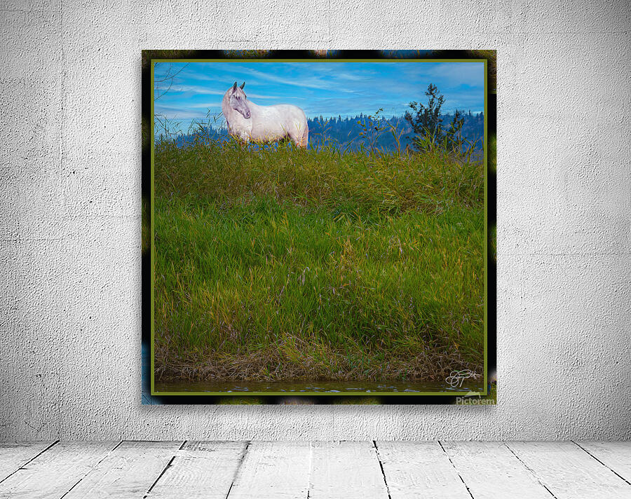 WHITE HOURSE ALONG THE SHUSWAP RIVER Wall Preview