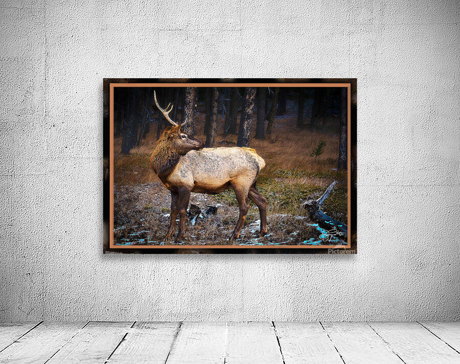 ELK WARY Wall Preview