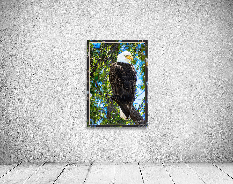 BALD EAGLE EYEING THE KAYAK Wall Preview