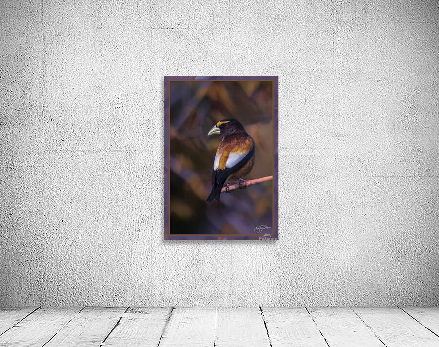 EVENING GROSBEAK PONDERING Wall Preview