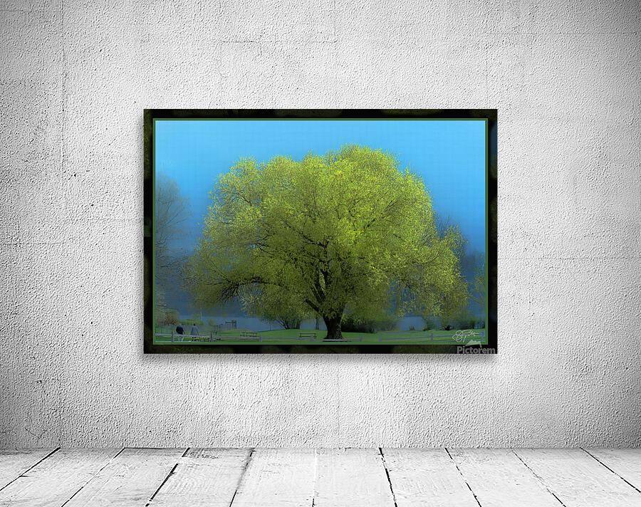 Cottonwood Poplar Wall Preview