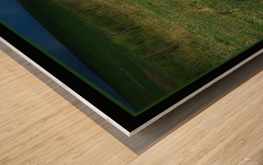 ELDER SHEEP DOG Wood print