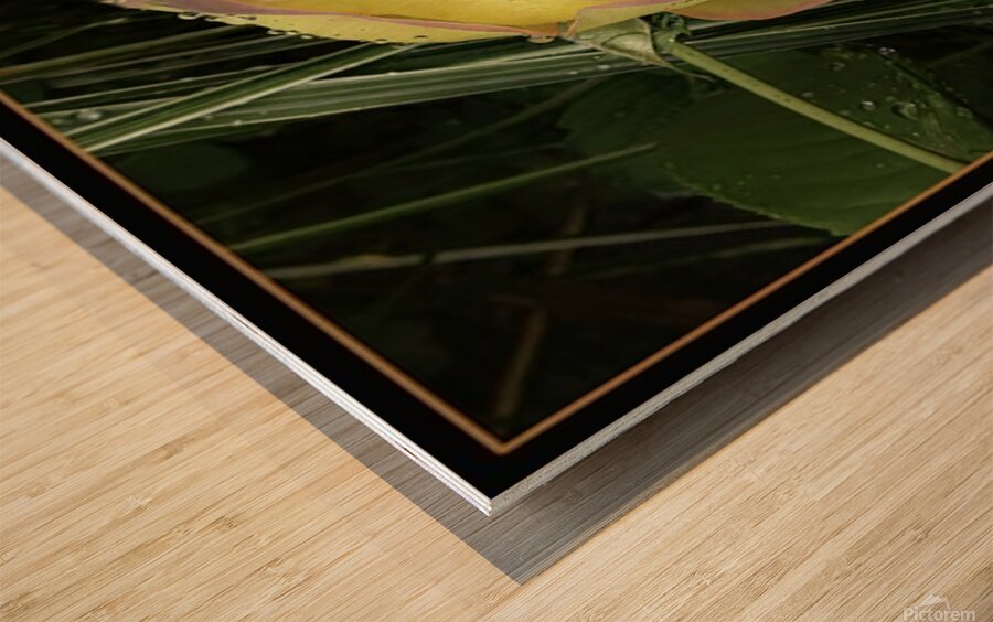 ORANGE YELLOW ROSE Wood print