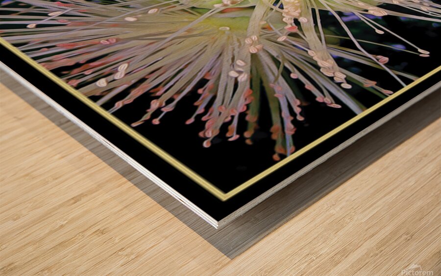 GUAVA BLOSSOMS Wood print