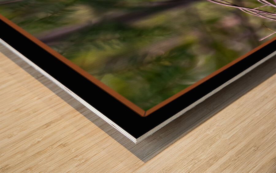 RED SQUIRREL POSING Wood print