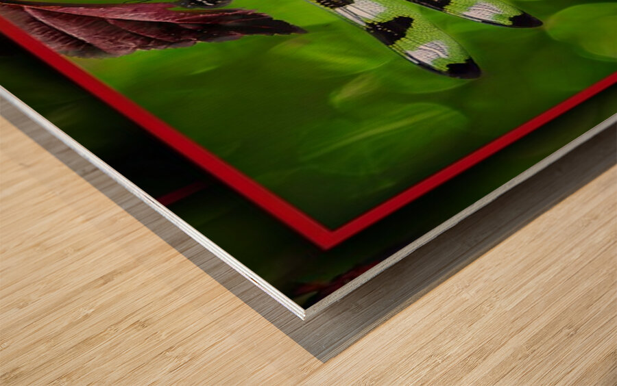 BLACK WHITE DRAGONFLY Wood print