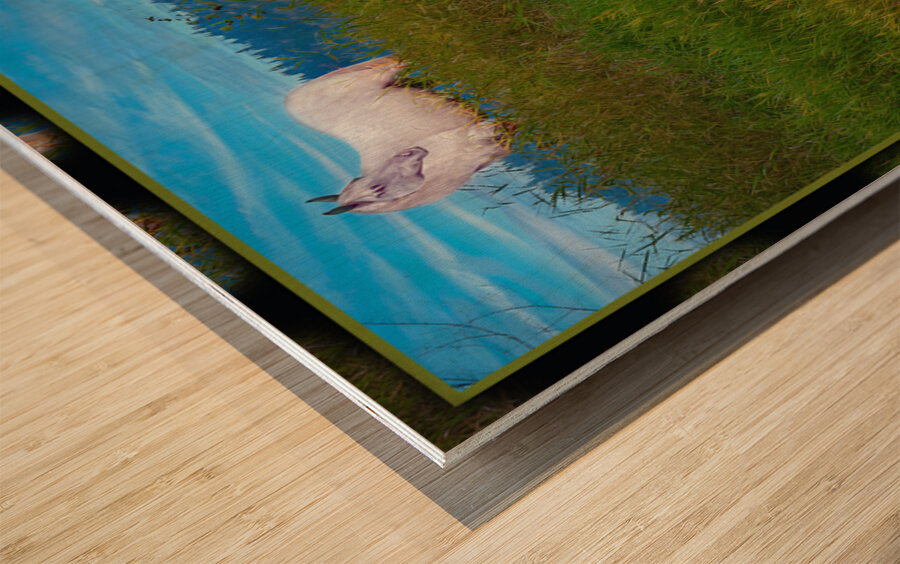 WHITE HOURSE ALONG THE SHUSWAP RIVER Wood print