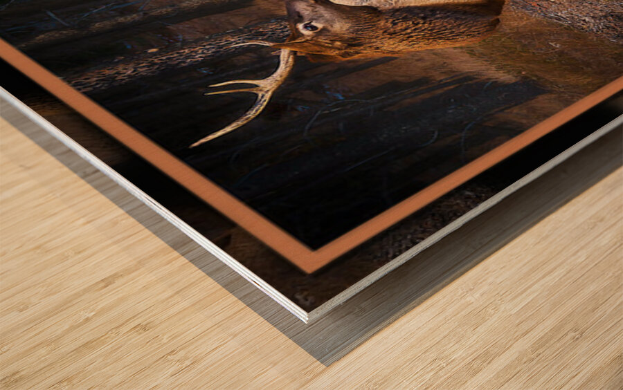 ELK WARY Wood print