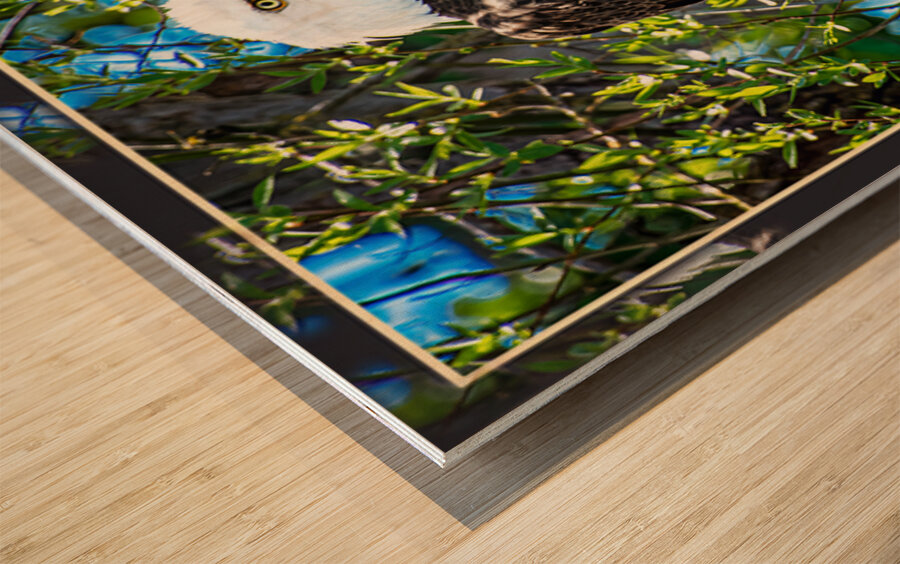 BALD EAGLE EYEING THE KAYAK Wood print